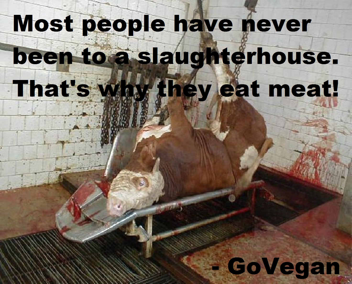 Most people have never been to a slaughterhouse. That's why they eat meat.