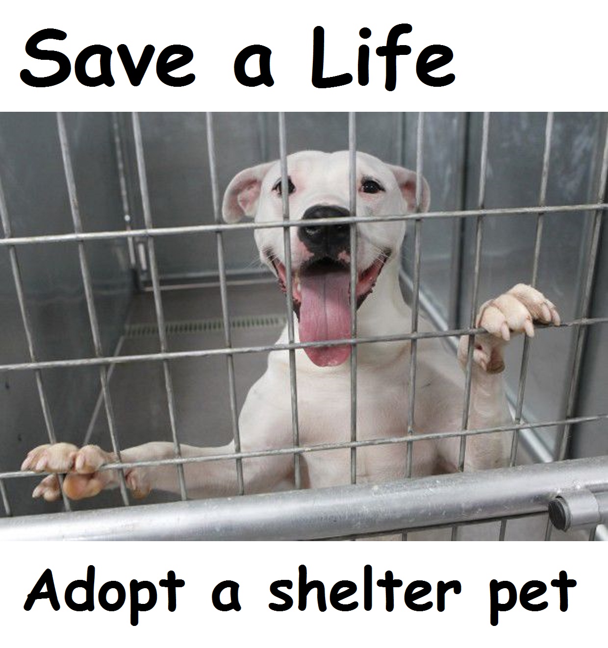Save a Life, Adopt a shelter pet