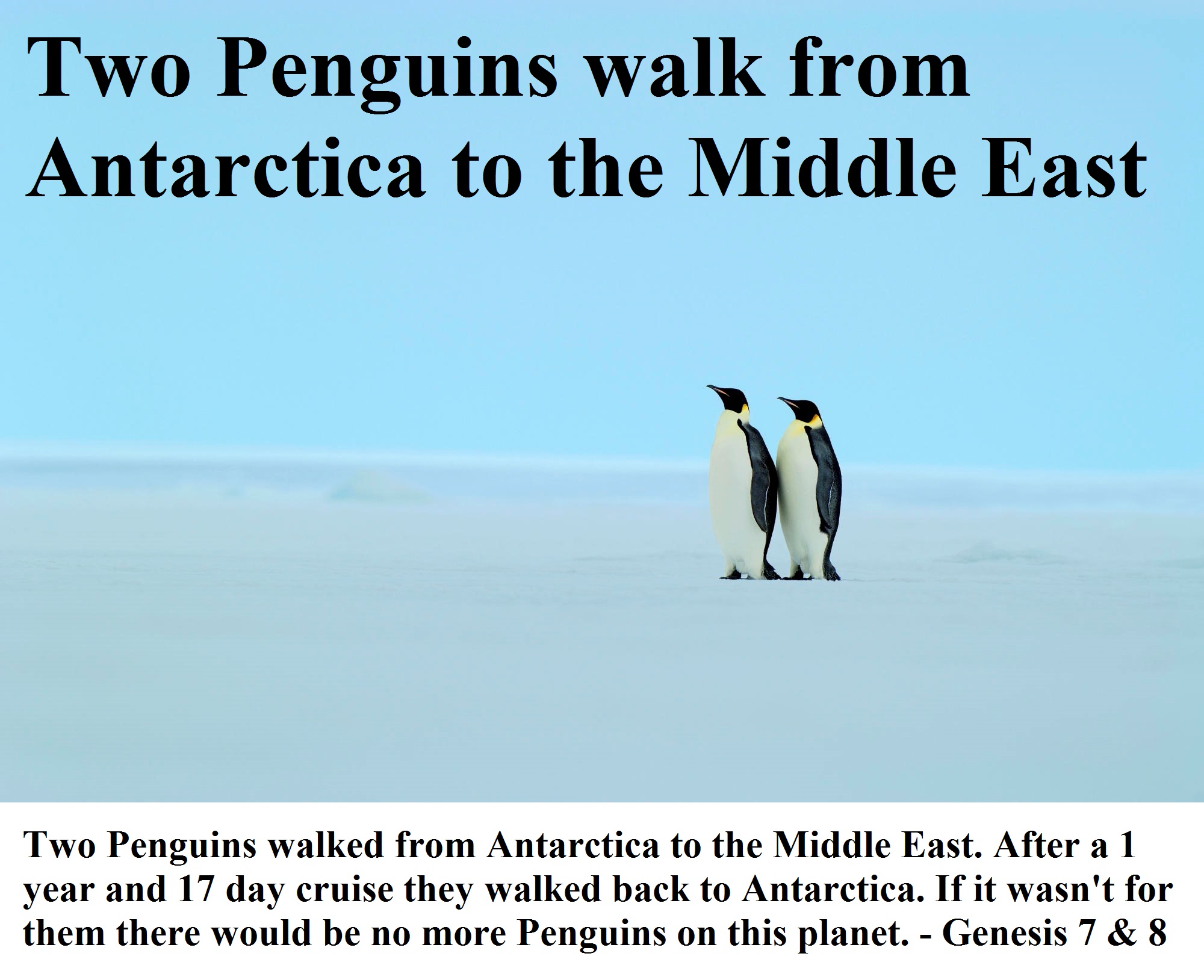 Two Penguins walked from Antarctica to the Middle East. After their 1 year and 17 day cruise they walked back to Antarctica. If it wasn't for them there would be no more Penguins on this planet. - Genesis 7 & 8 