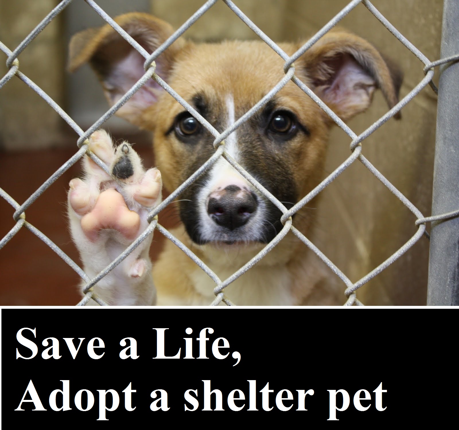 Save a Life, Adopt a shelter pet