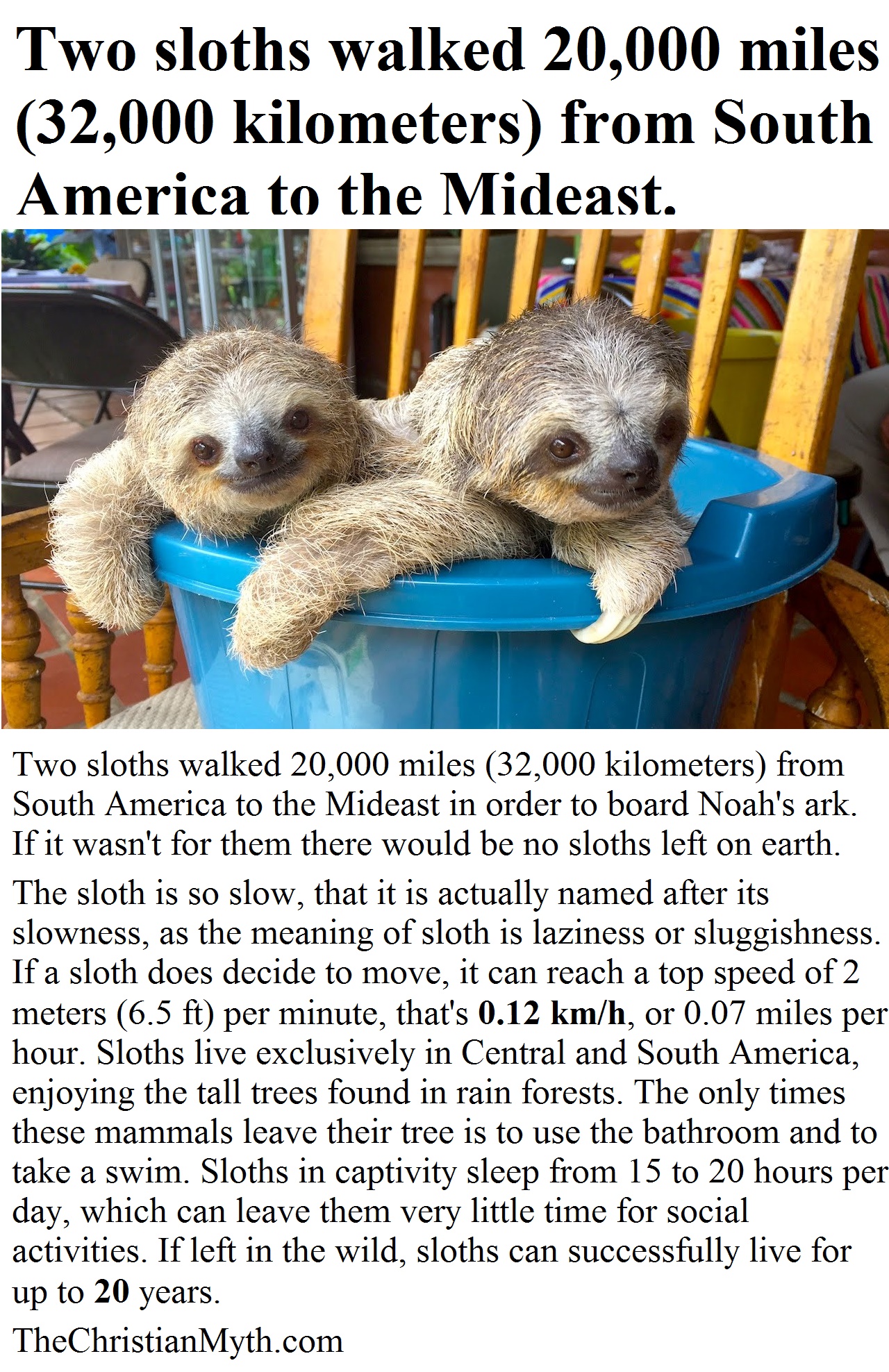 Two sloths walked 20,000 miles (32,000 kilometers) from South America to the Mideast. 